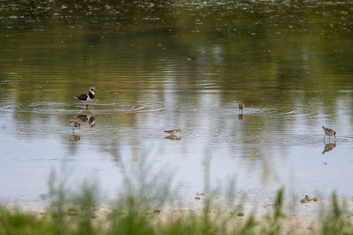 Little Stint - ML647776128