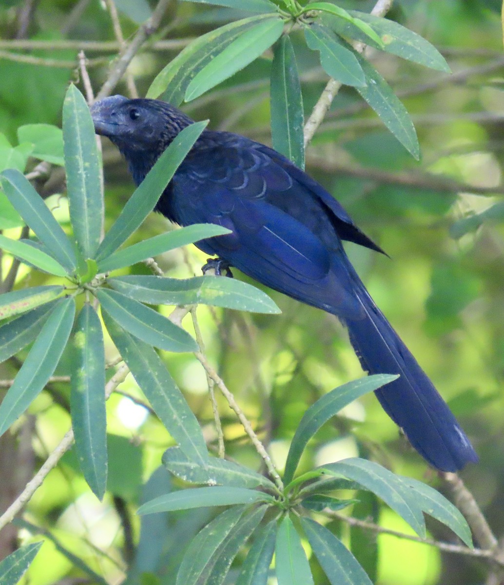 glattnebbani - ML647776134