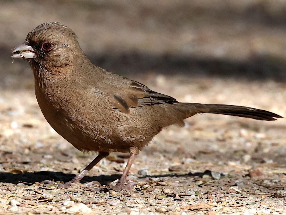 Abert's Towhee - ML647776139