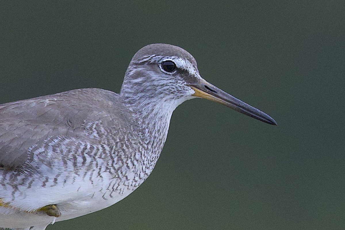 Gray-tailed Tattler - ML647776149
