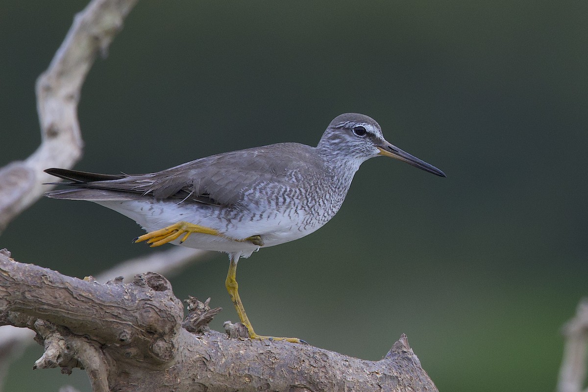 Gray-tailed Tattler - ML647776150