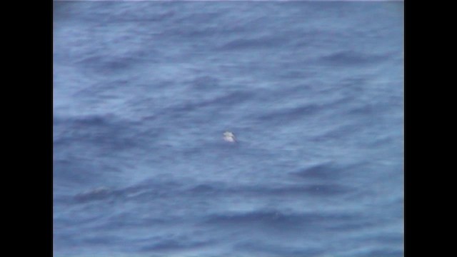 Townsend's Shearwater - ML647776151