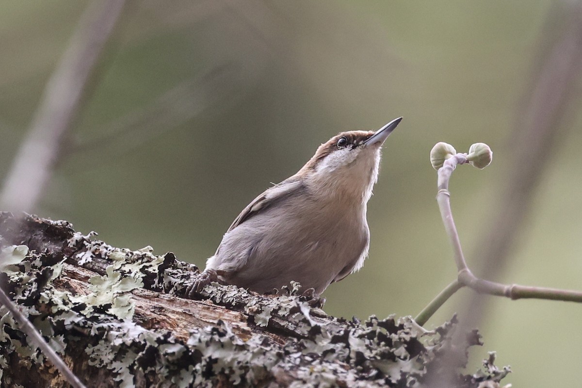 Brown-headed Nuthatch - ML647776160