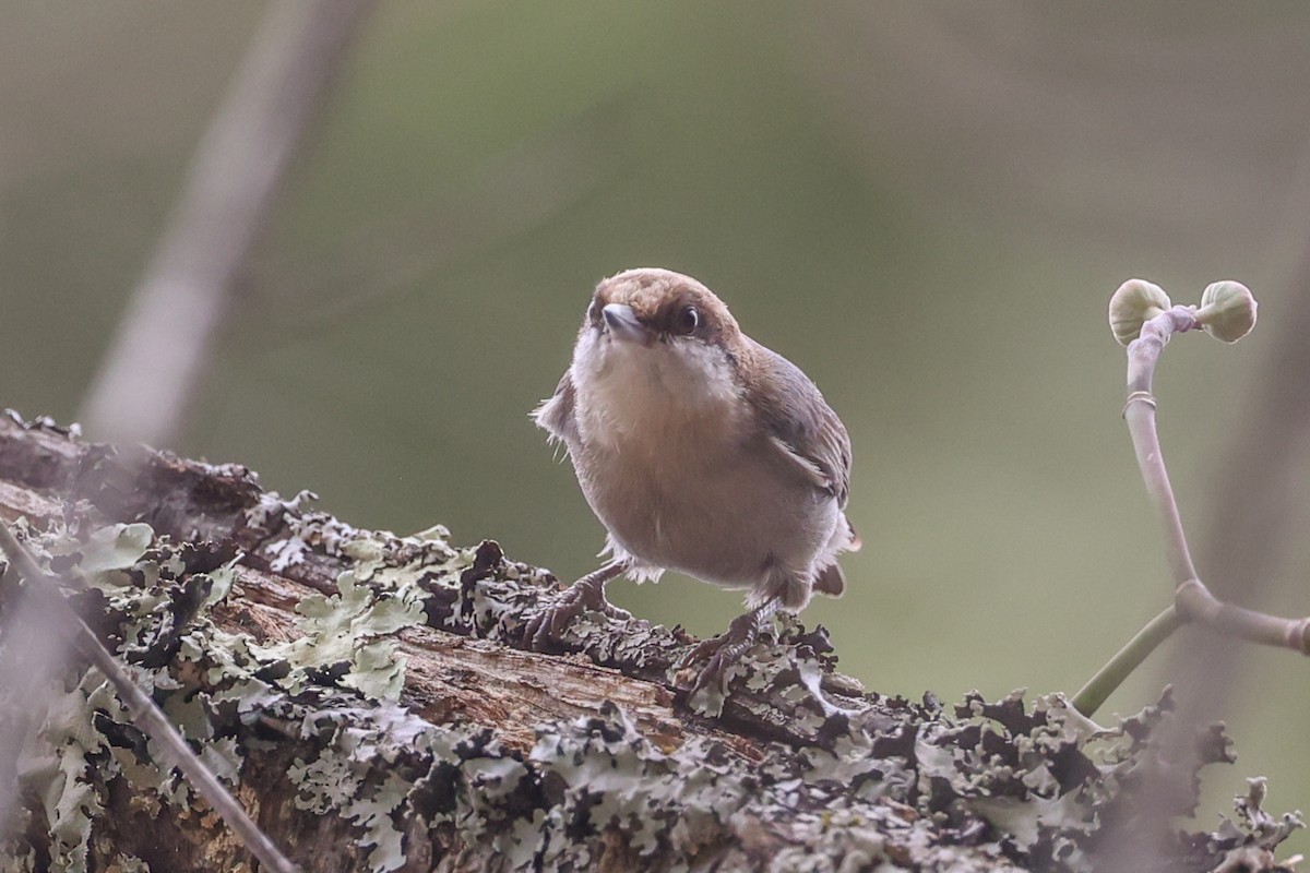 Brown-headed Nuthatch - ML647776161