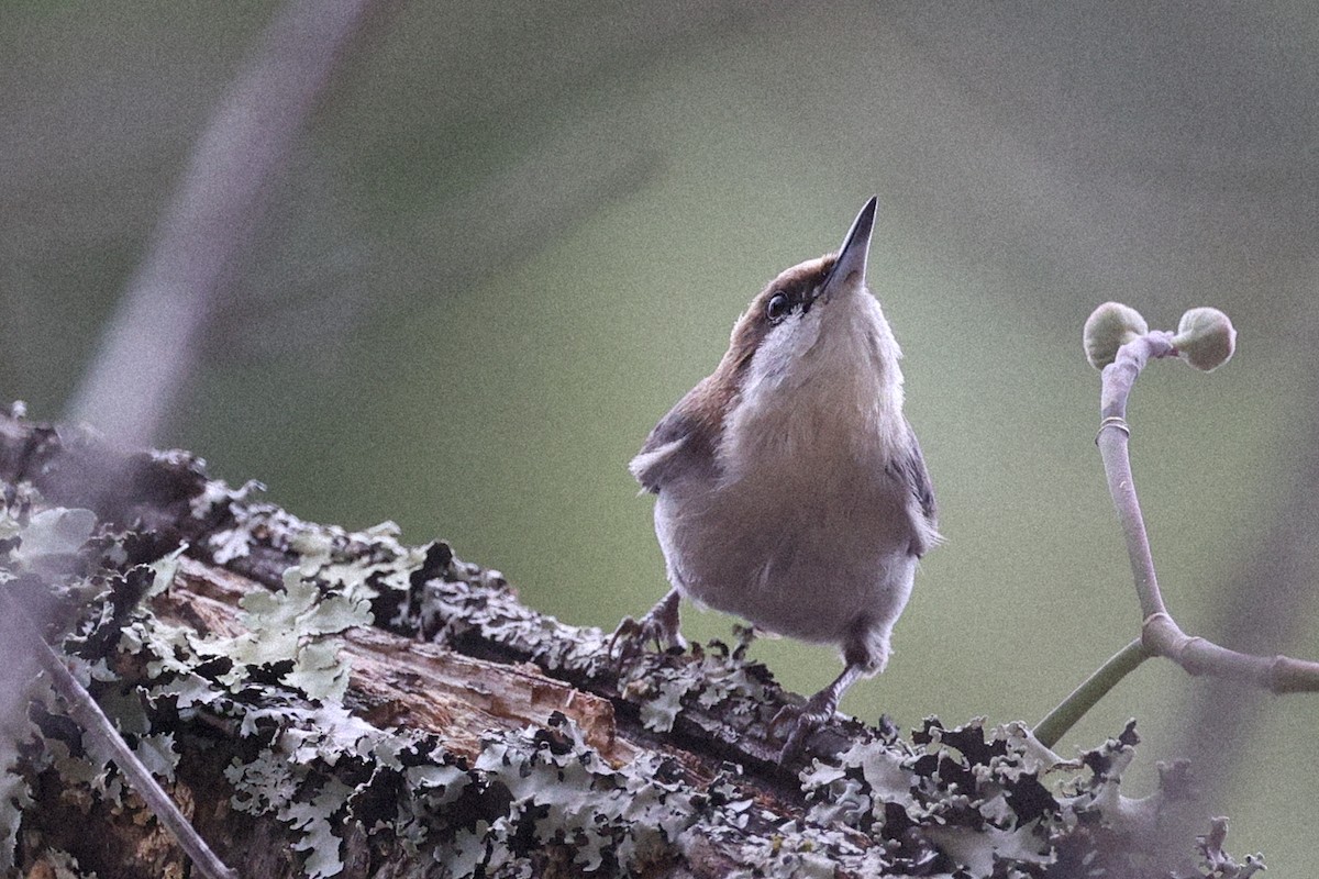 Brown-headed Nuthatch - ML647776162