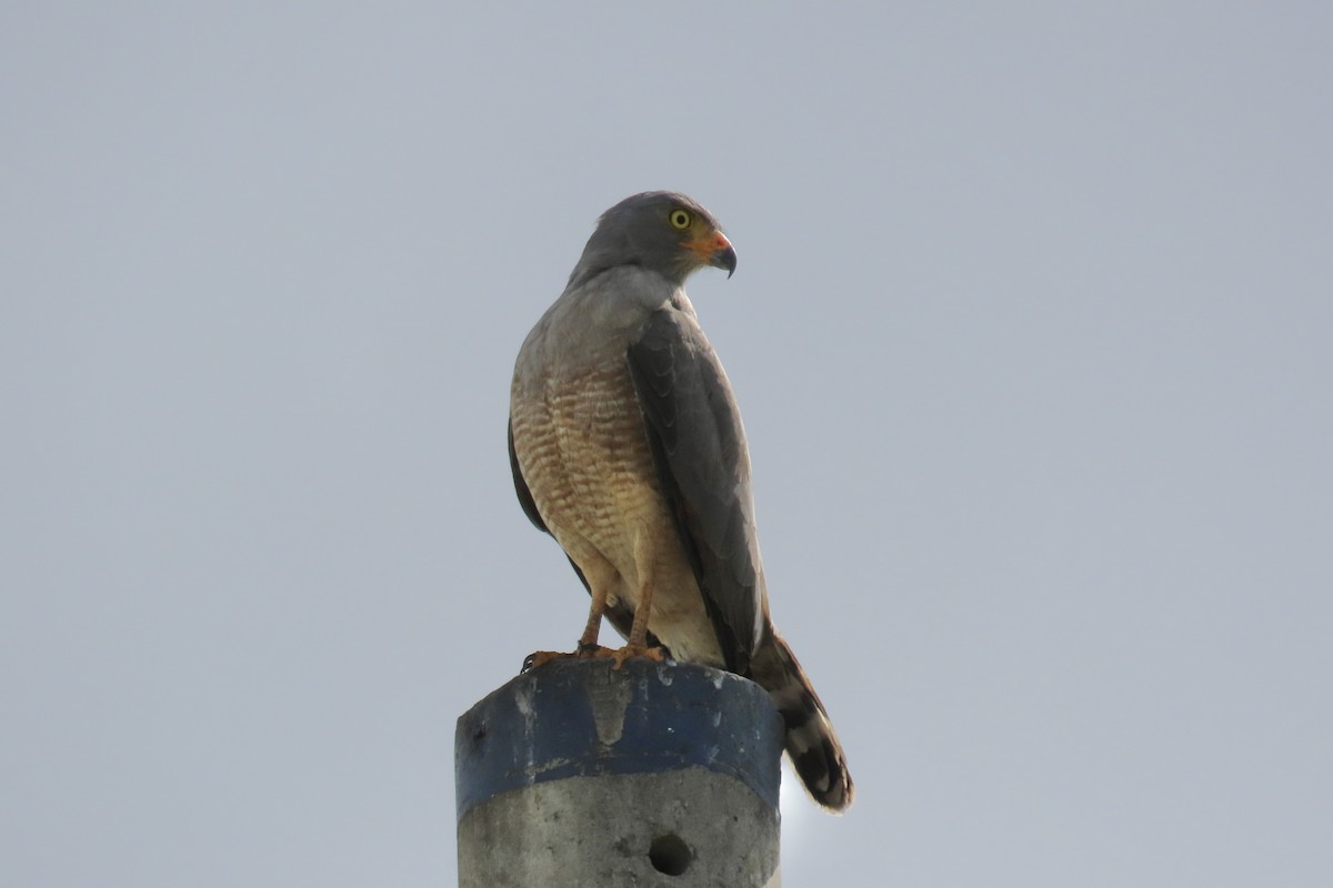 Roadside Hawk - ML647776163
