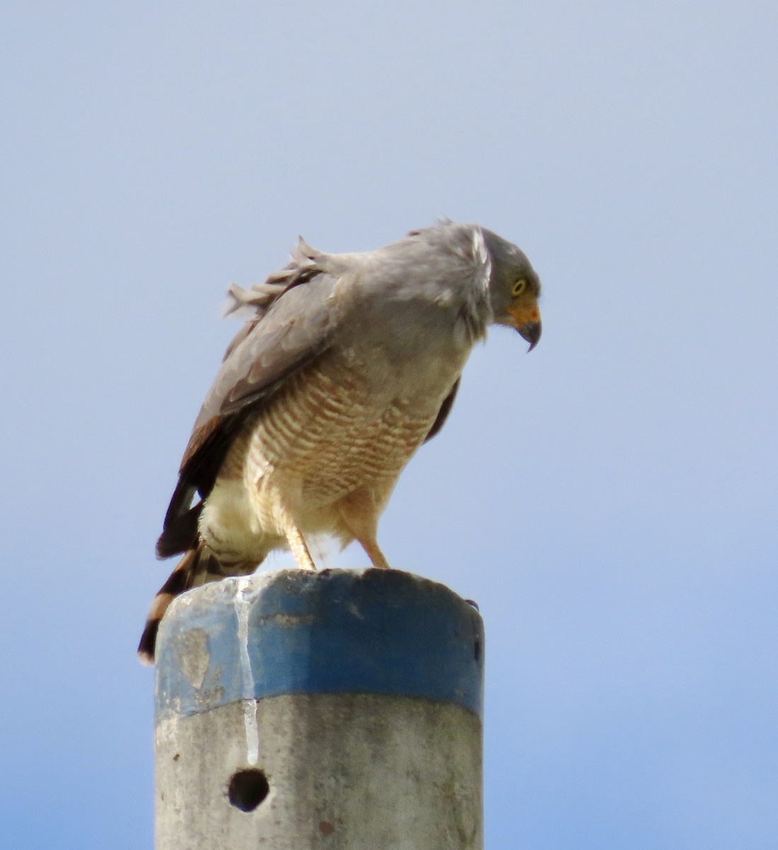 Roadside Hawk - ML647776164