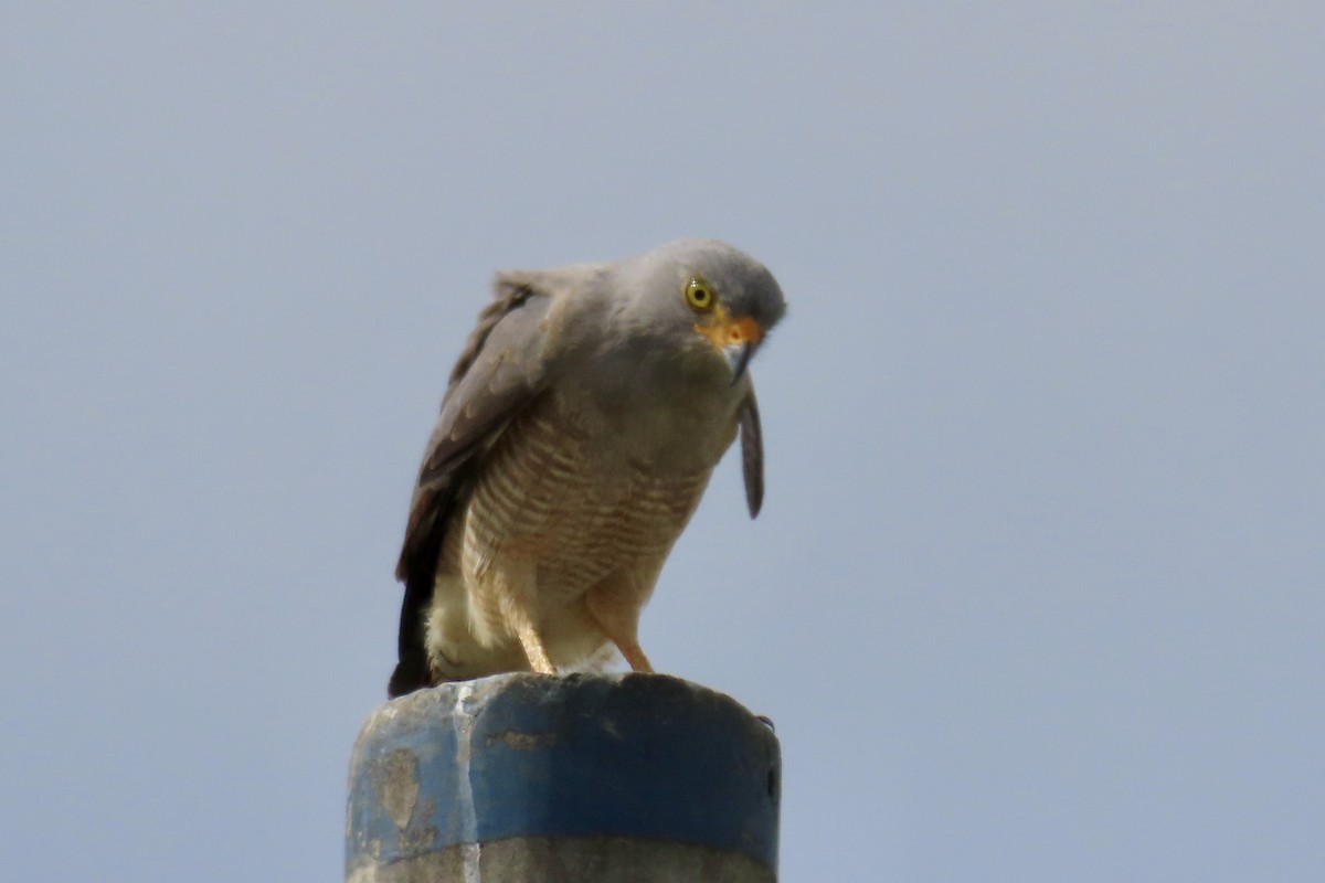 Roadside Hawk - ML647776165