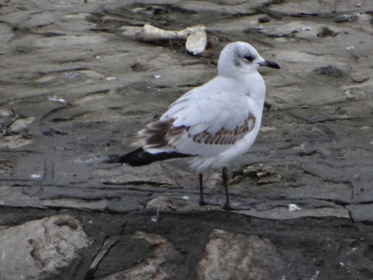 Mediterranean Gull - ML647776167