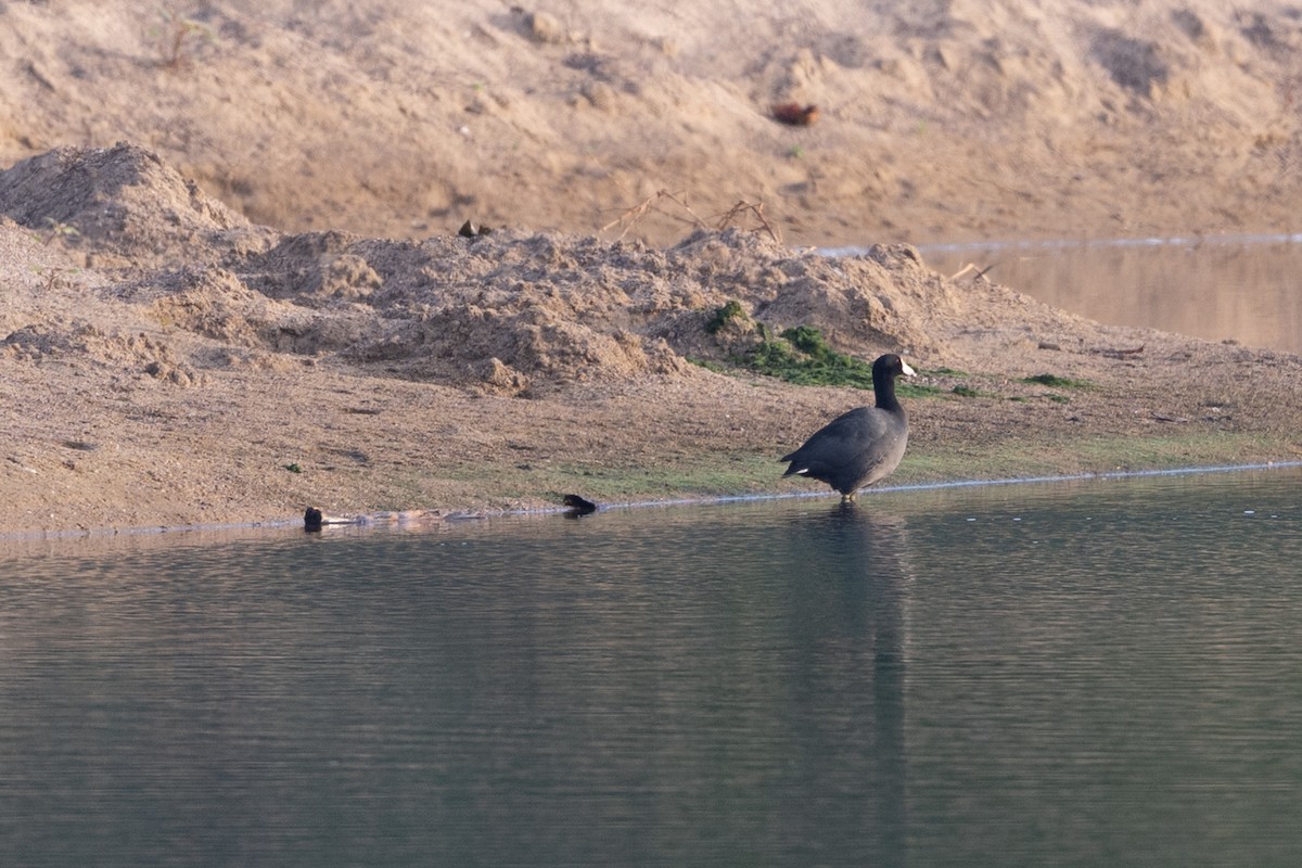 אגמית אמריקנית - ML647776169