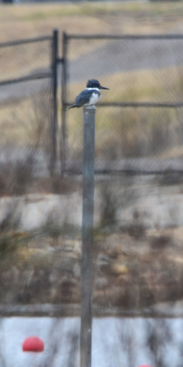 Belted Kingfisher - ML647776171
