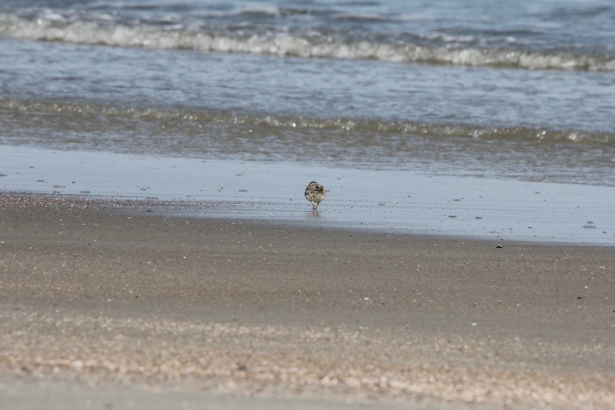 Piping Plover - ML647776182