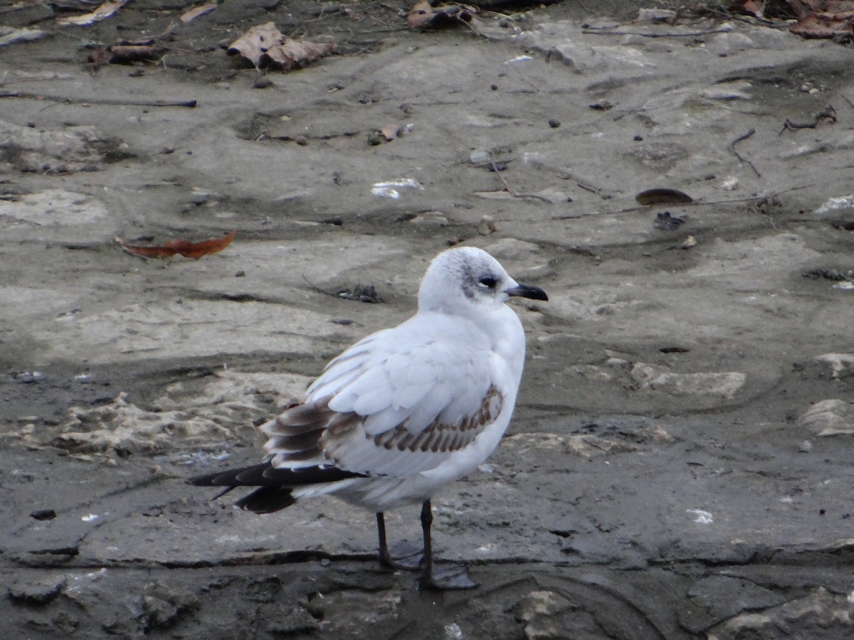 Mediterranean Gull - ML647776193