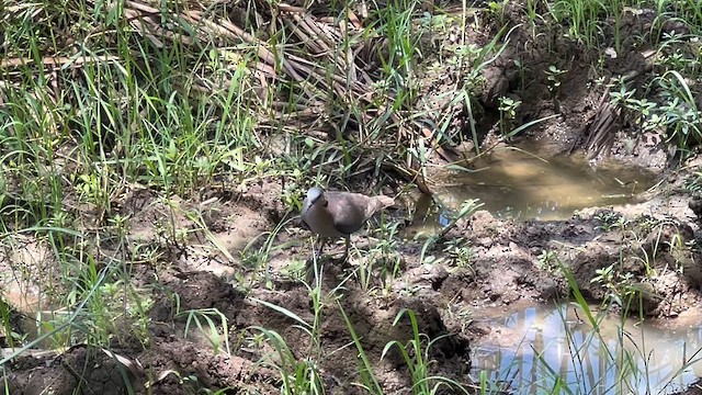 Red-eyed Dove - ML647776203