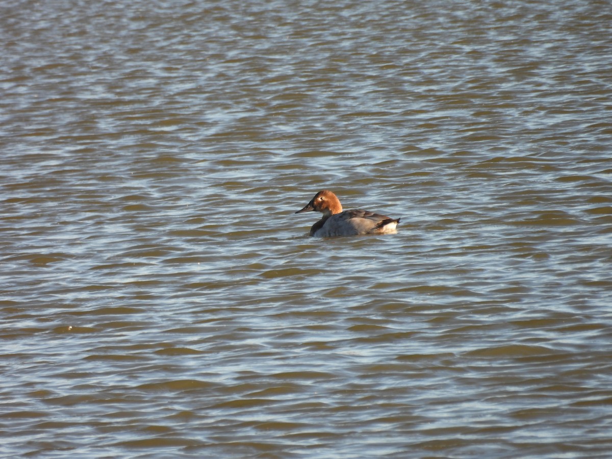 Murgilari bizkarzuria - ML647776205