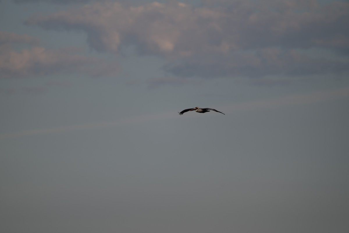 שקנאי חום - ML647776206