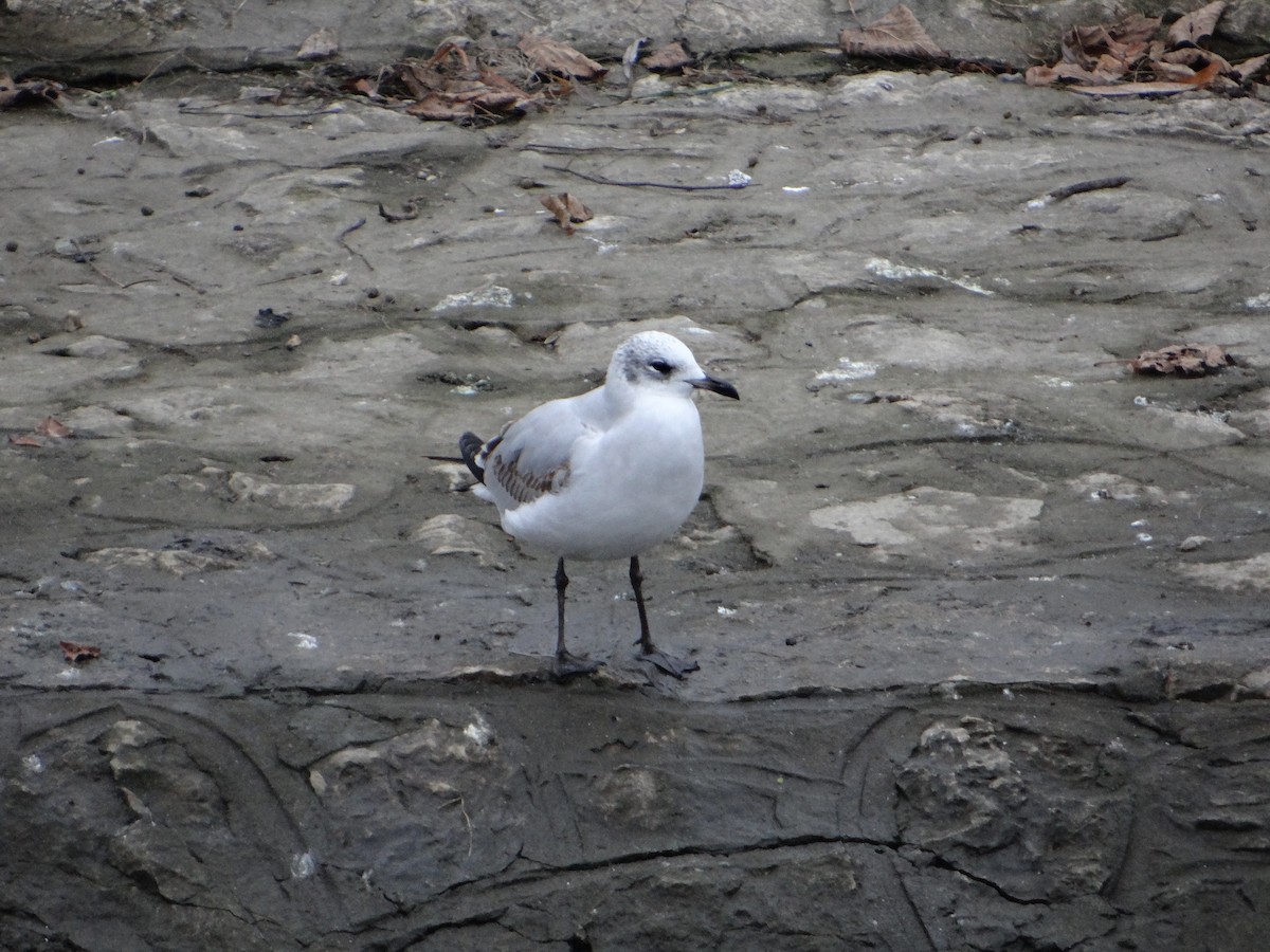 Mediterranean Gull - ML647776210