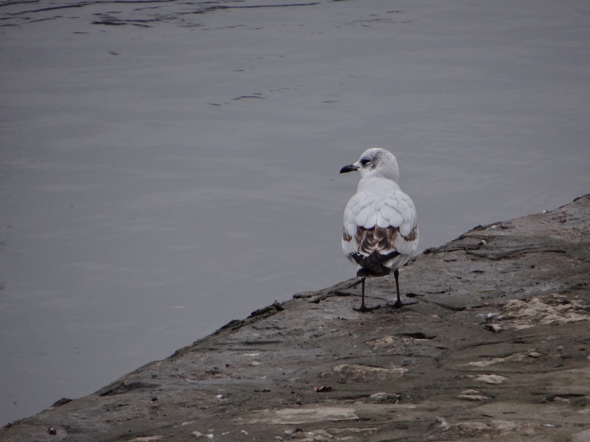 Mediterranean Gull - ML647776230