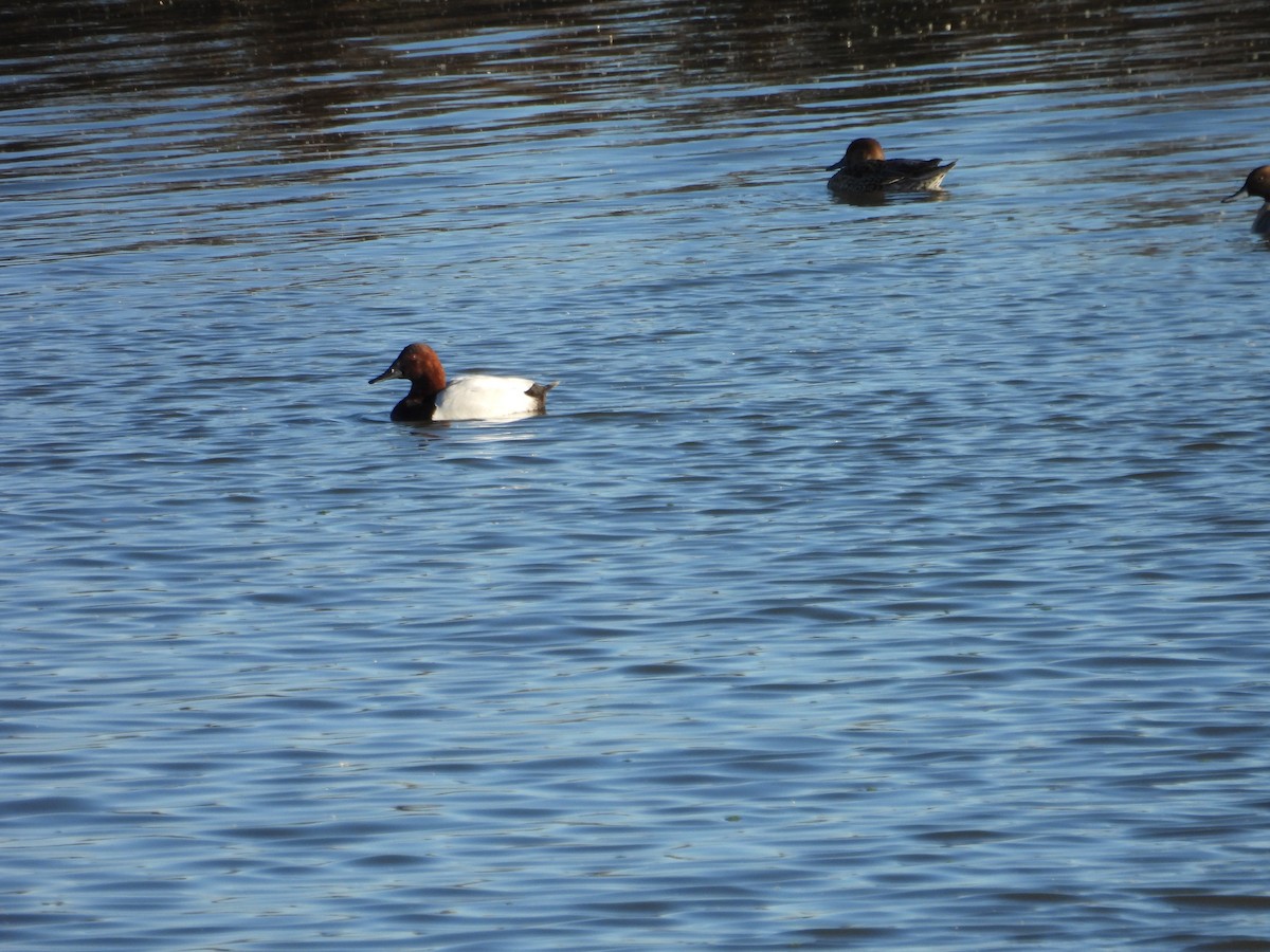 Murgilari bizkarzuria - ML647776236