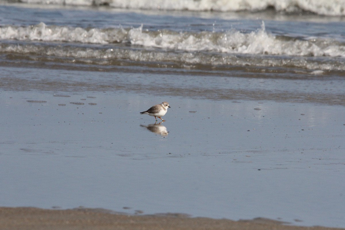 Piping Plover - ML647776255