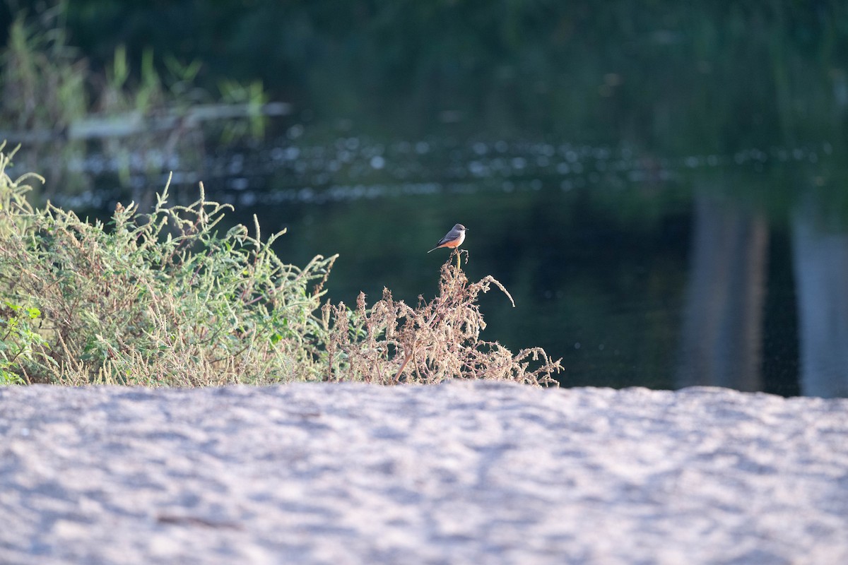 Vermilion Flycatcher - ML647776274