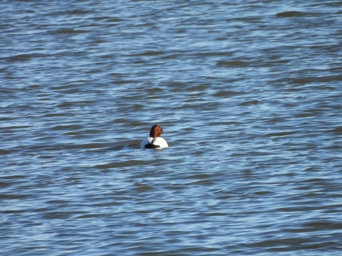 Murgilari bizkarzuria - ML647776291