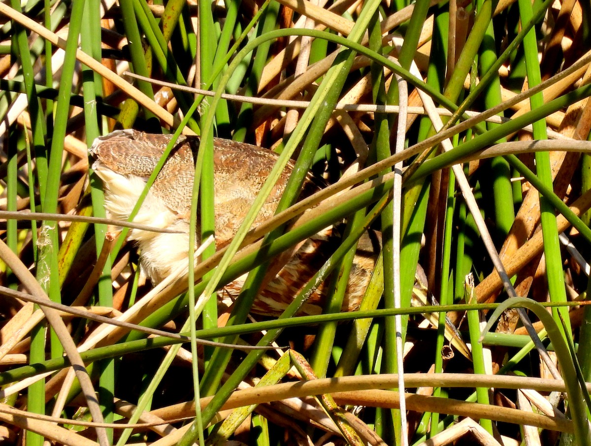 Бугай американський - ML647776292