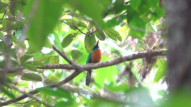 Great Jacamar - ML647776303