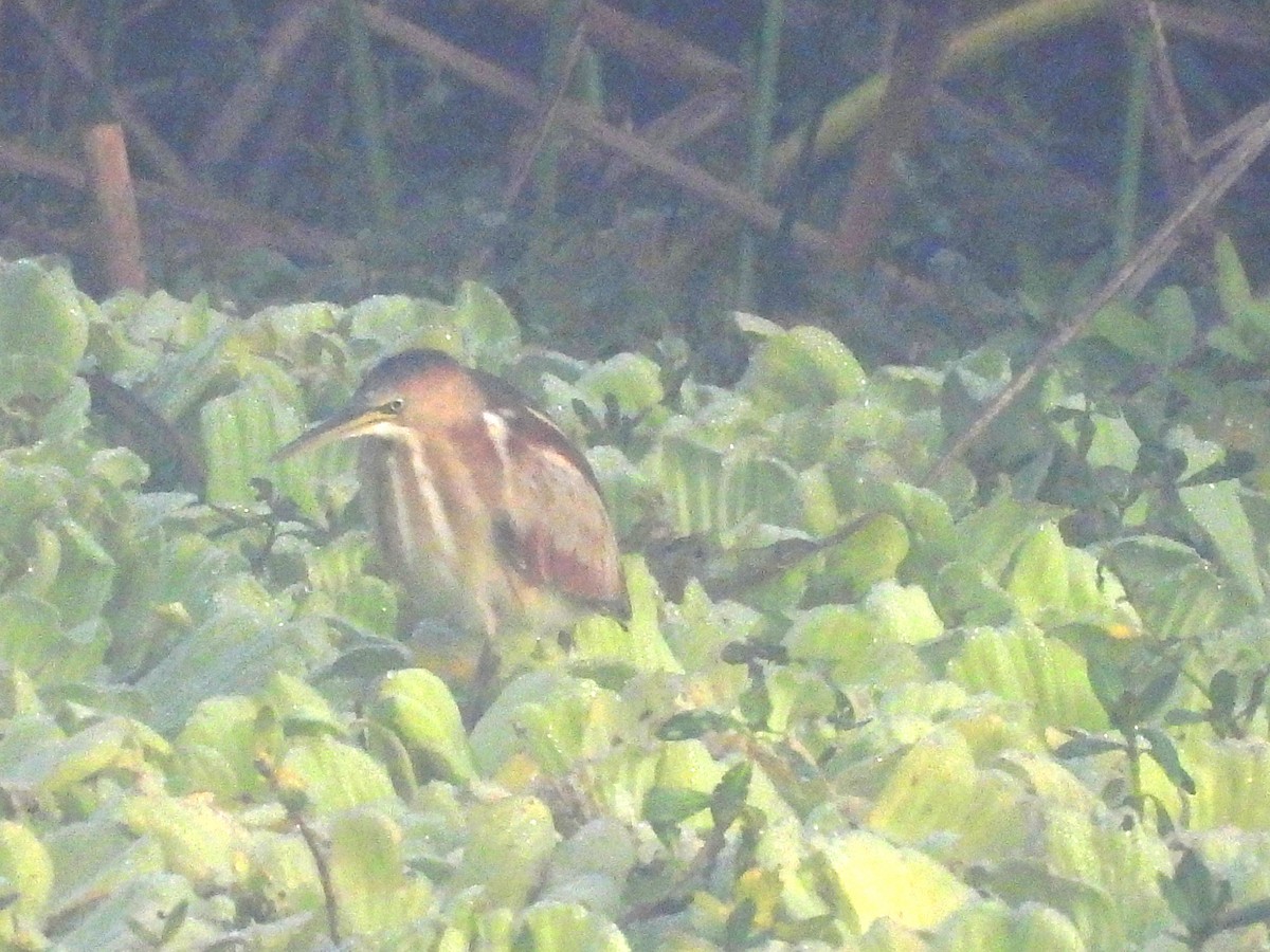 Petit Blongios - ML647776305