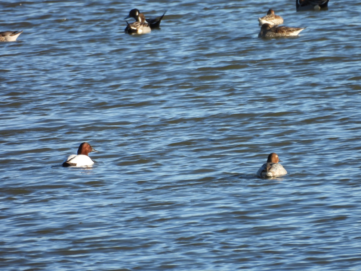 Murgilari bizkarzuria - ML647776313