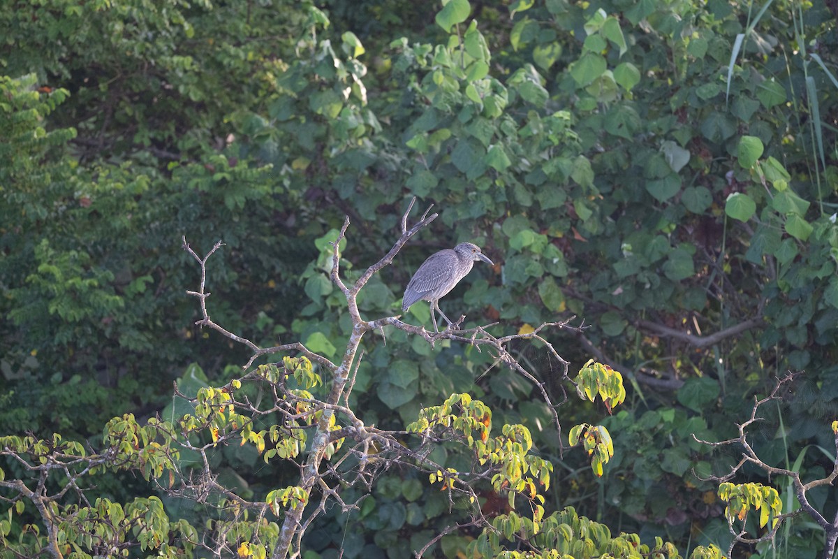 אנפת לילה צהובת-כיפה - ML647776322