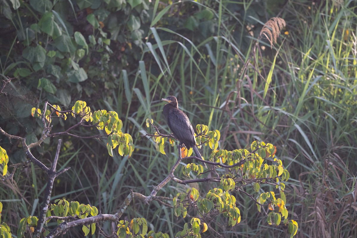 Neotropic Cormorant - ML647776332