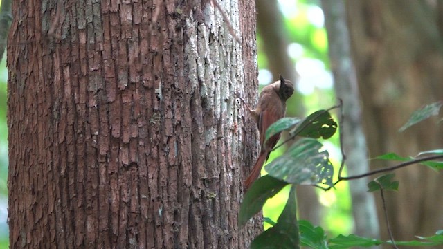 Plain-brown Woodcreeper (Line-throated) - ML647776338