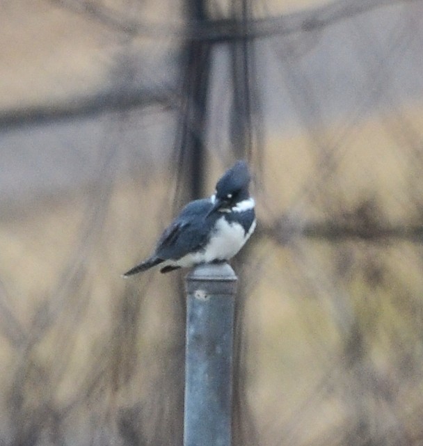 Belted Kingfisher - ML647776342