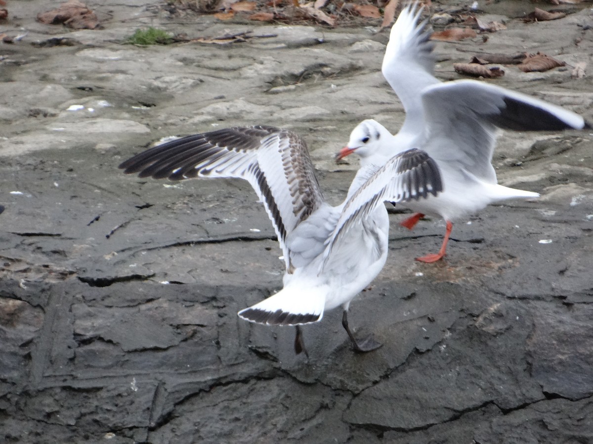 Mediterranean Gull - ML647776343