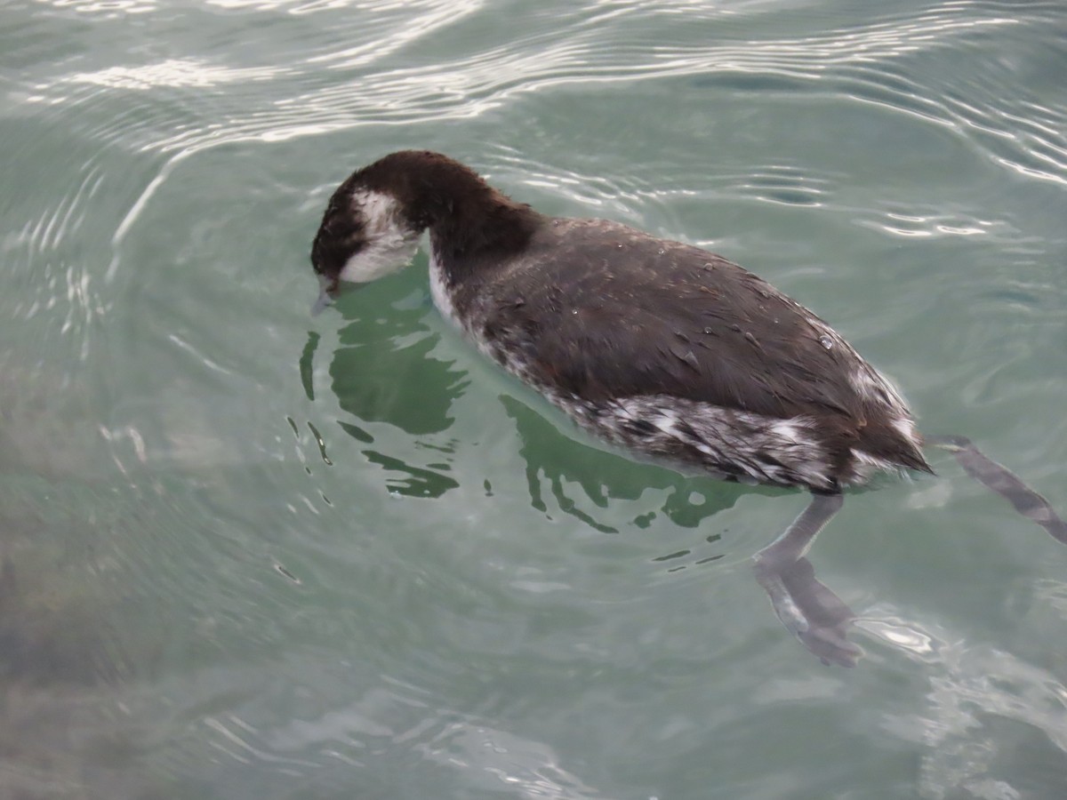 Красношейная поганка - ML647776363