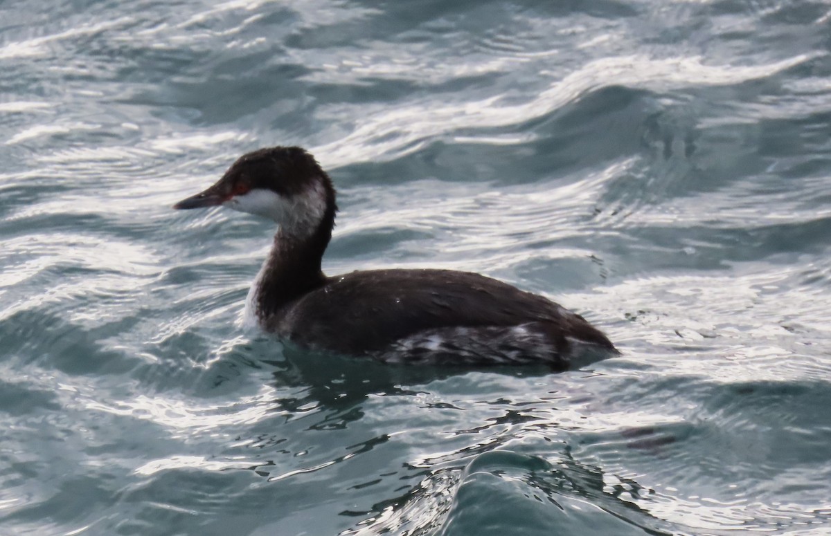 Красношейная поганка - ML647776390