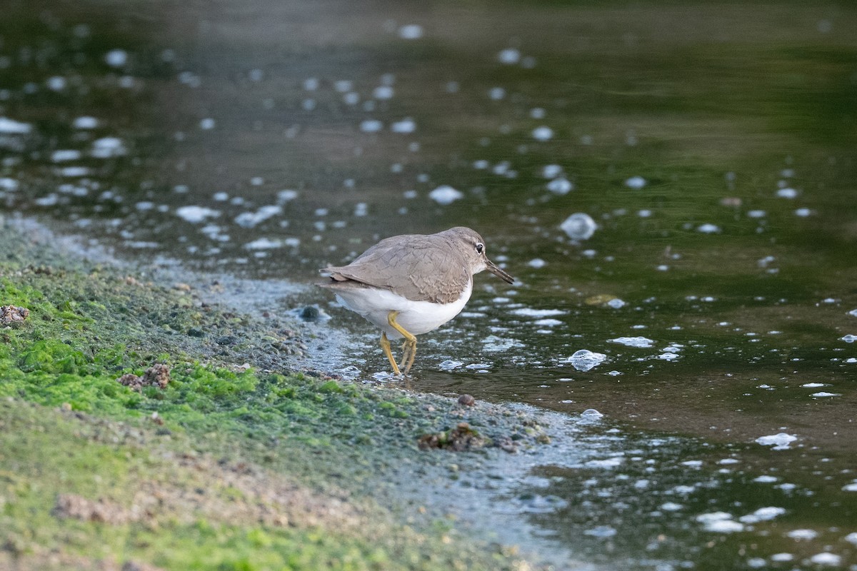 ביצנית נקודה - ML647776392