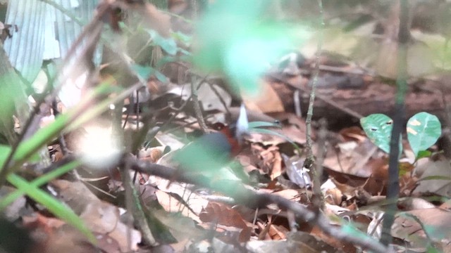 White-plumed Antbird - ML647776396