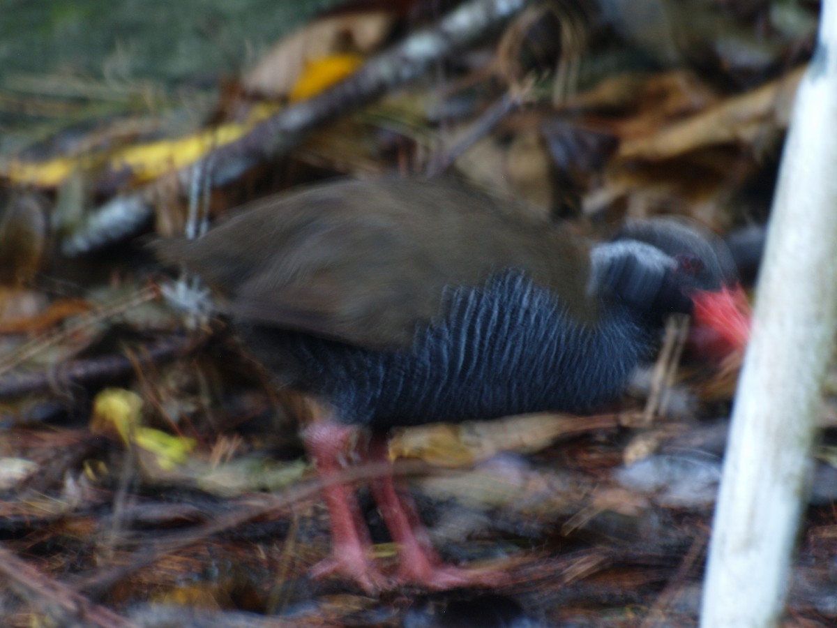 Okinawa Rail - ML647776411