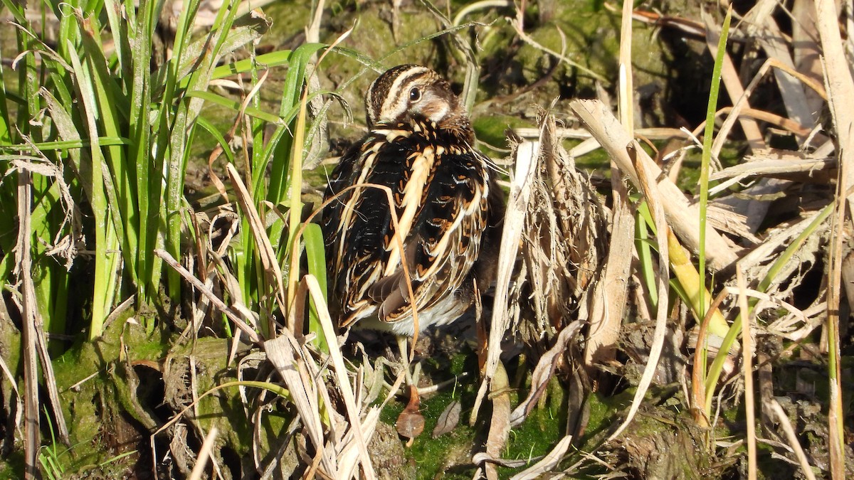Jack Snipe - ML647776427