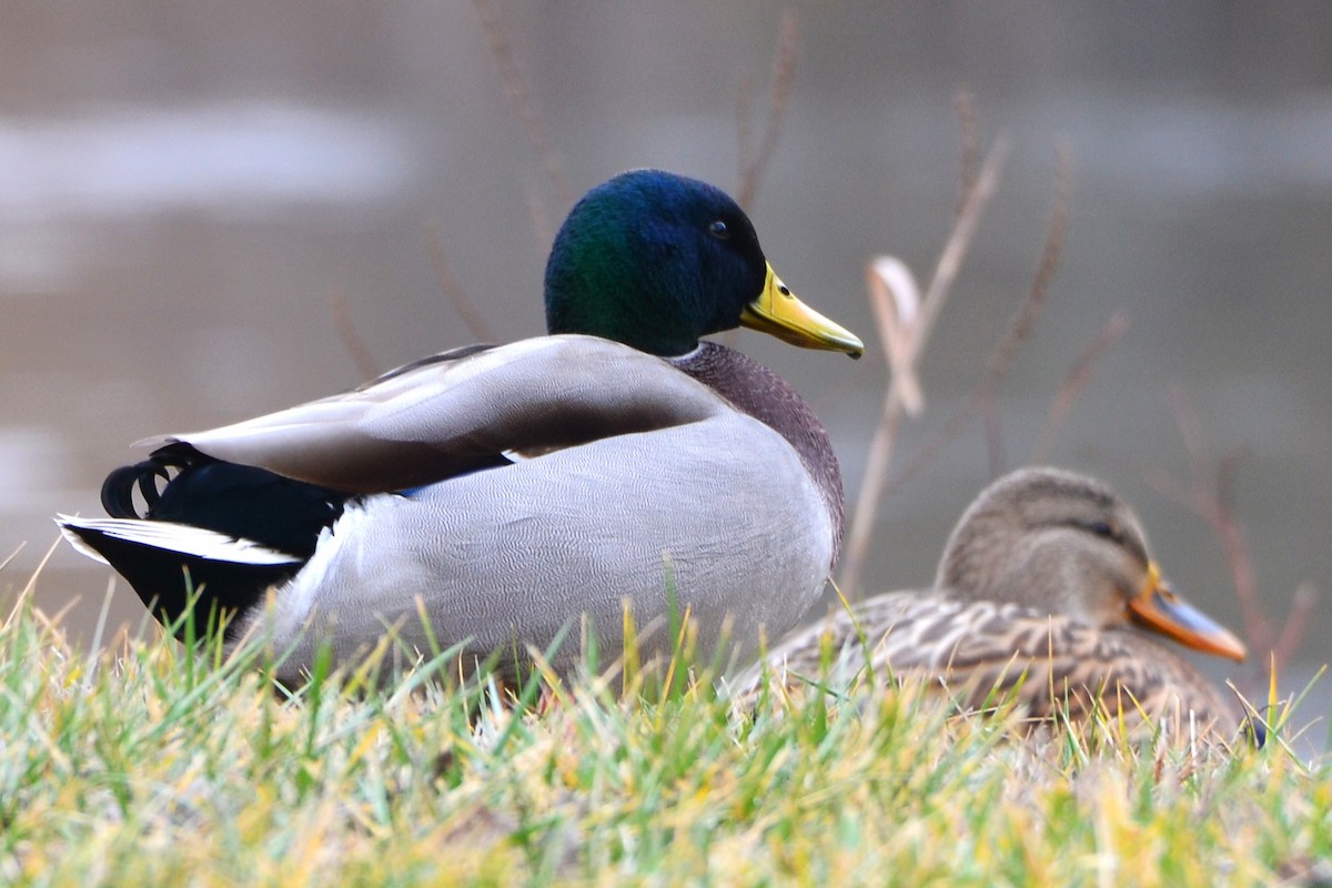 綠頭鴨 - ML647776431