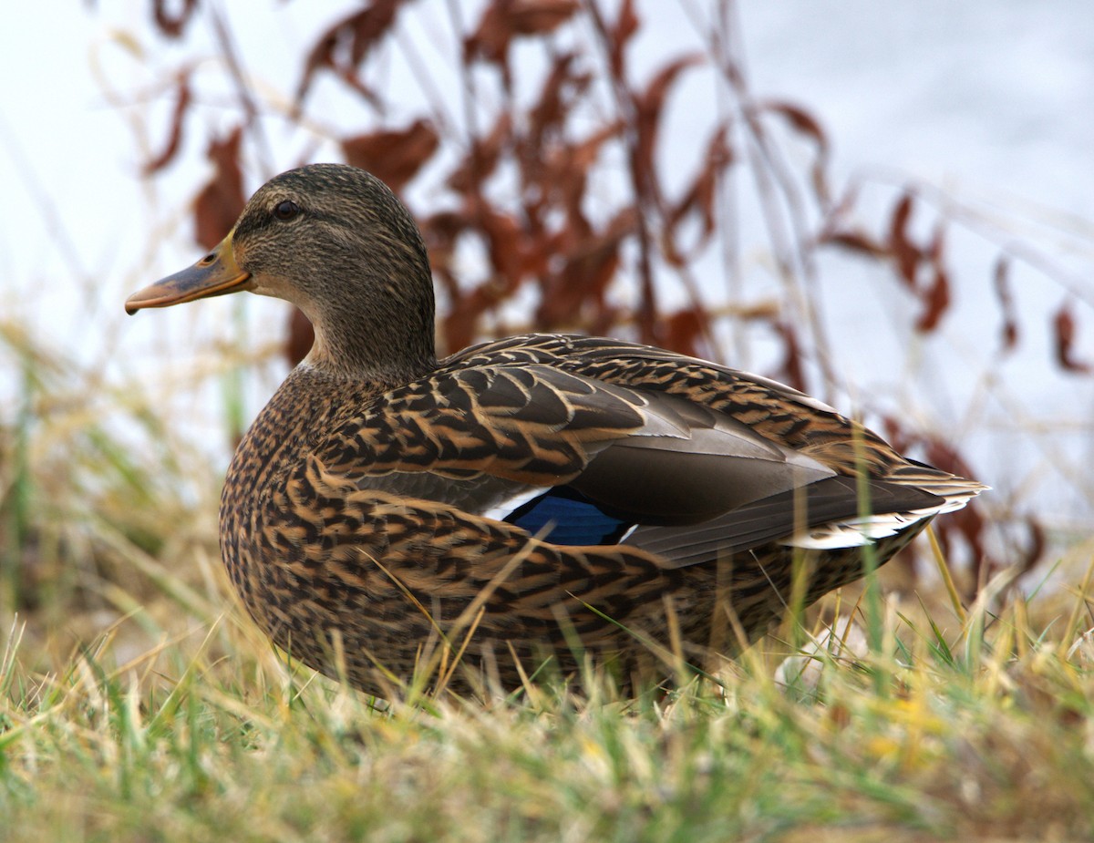 綠頭鴨 - ML647776432