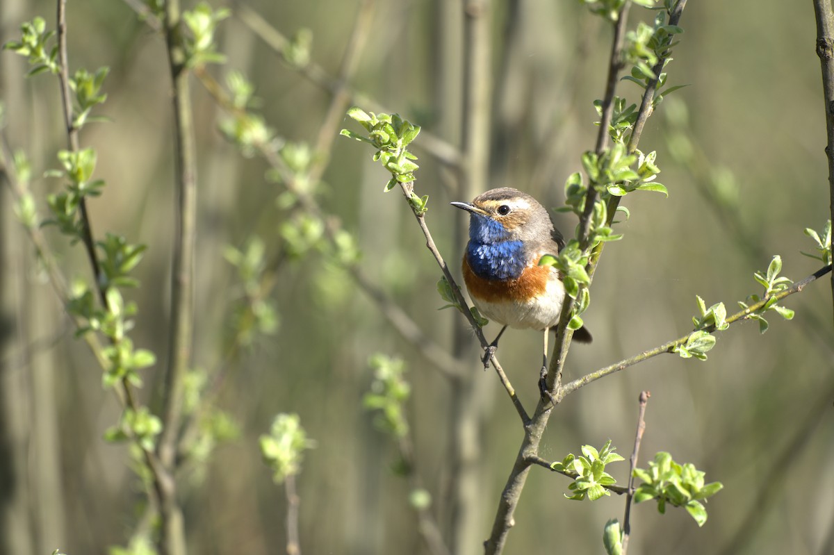 Bluethroat - ML647776440