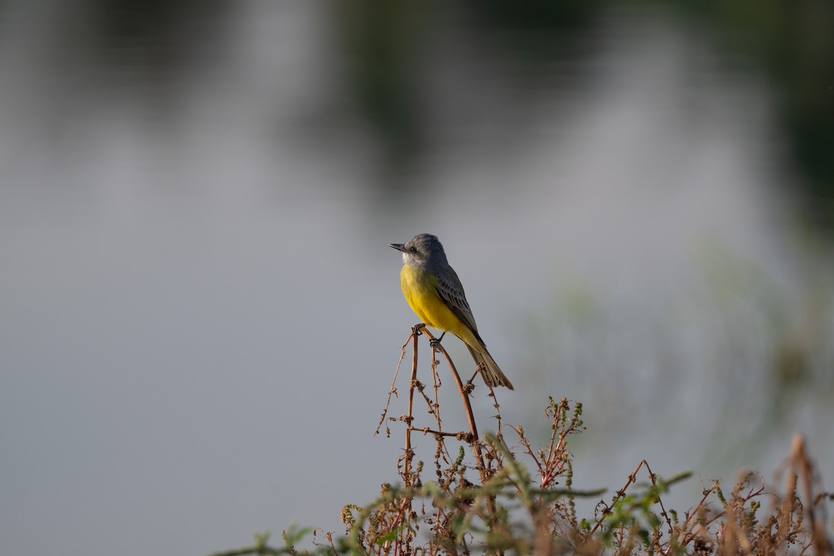 Tropical Kingbird - ML647776462