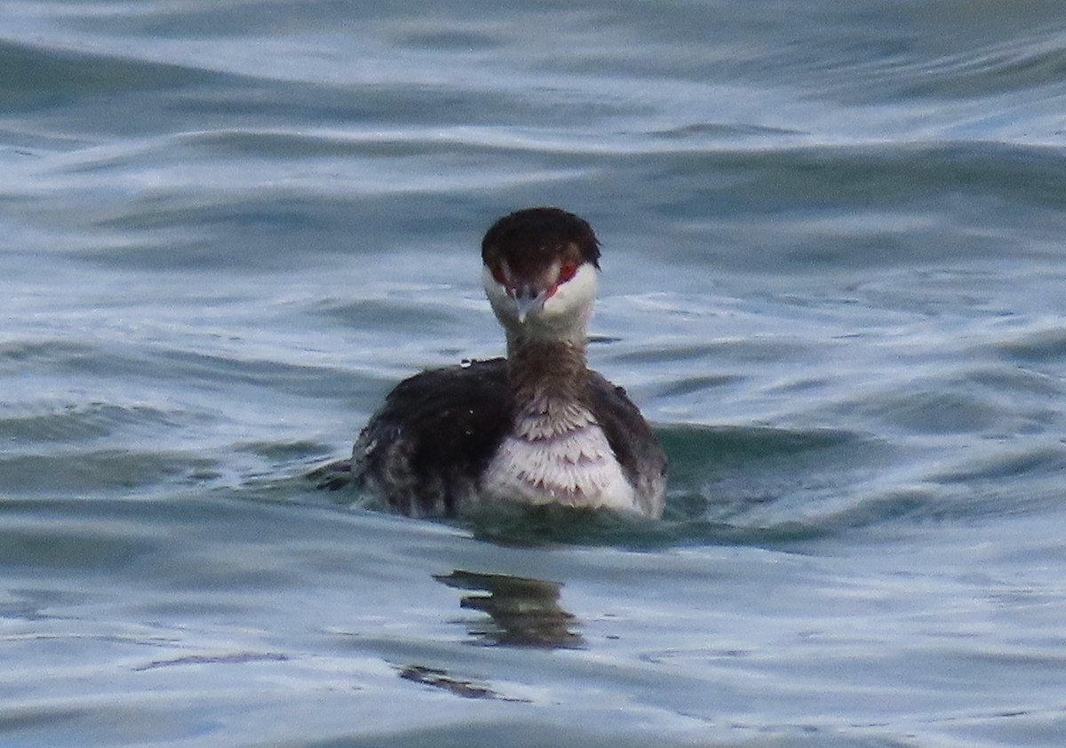 Красношейная поганка - ML647776467