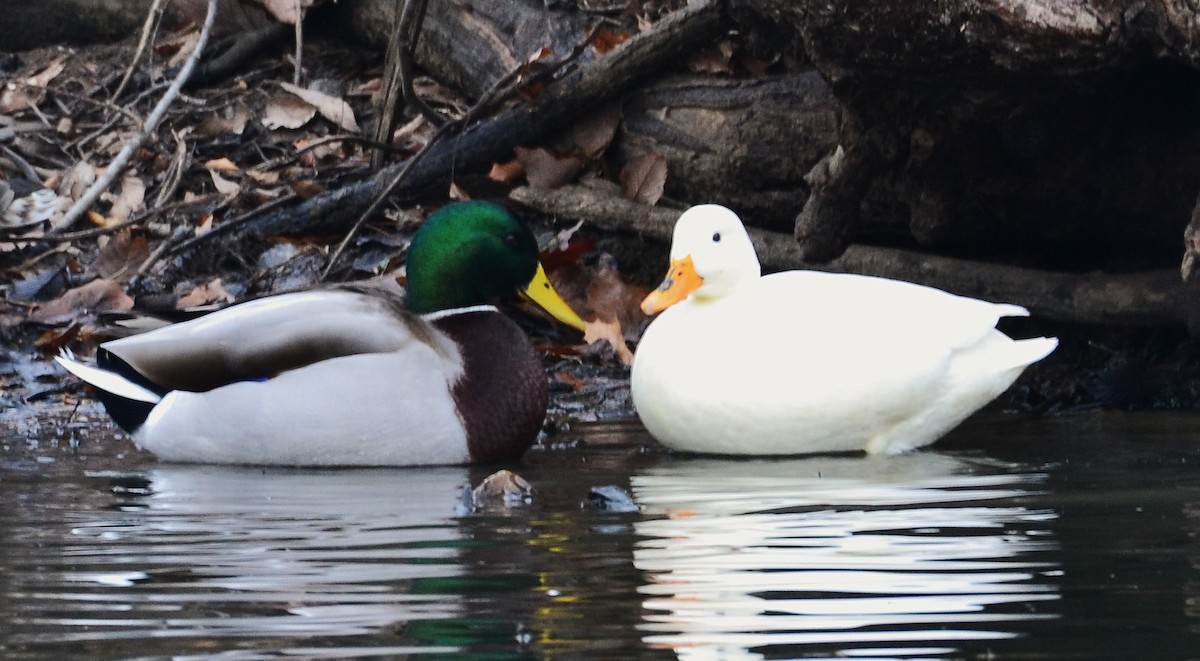 綠頭鴨(馴化) - ML647776487