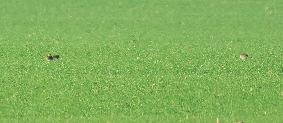 European Golden-Plover - ML647776489