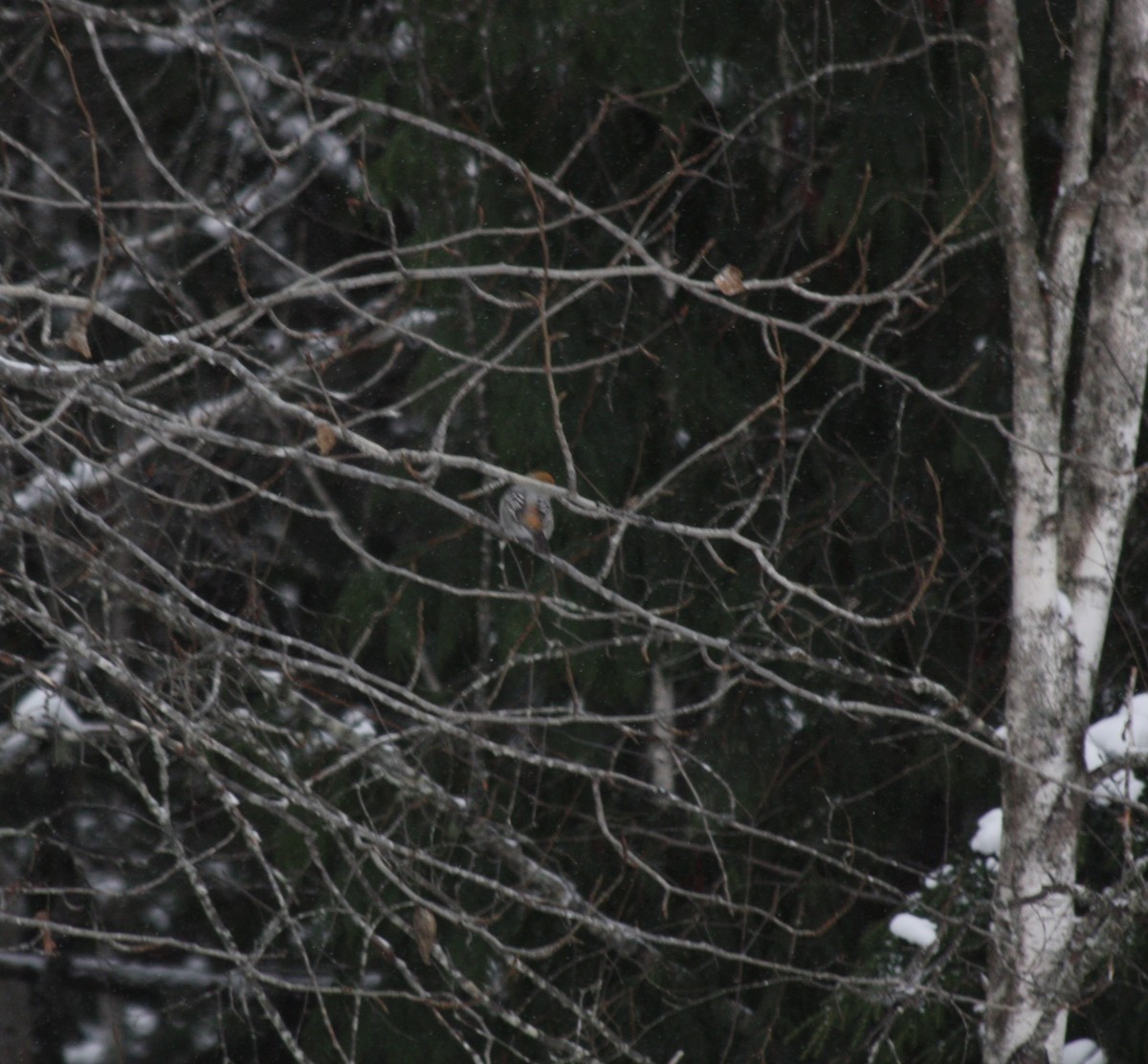 Pinu-gailupa - ML647776526