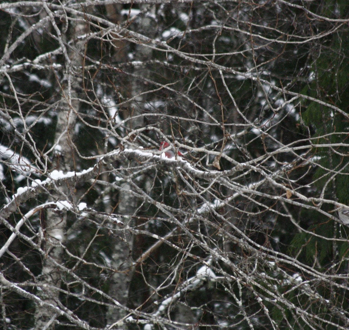 Pinu-gailupa - ML647776527